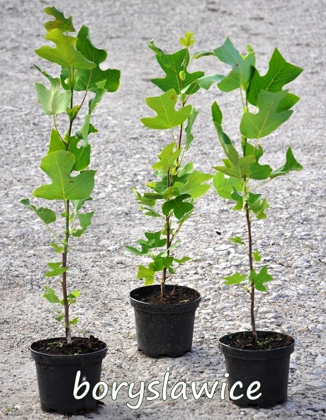 tulipanowiec sadzonki